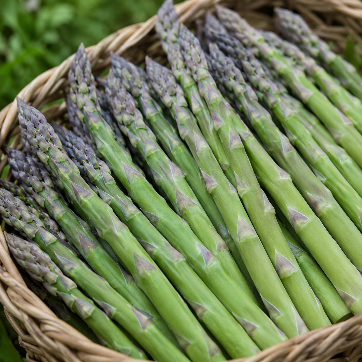 Green and Purple asparagus in a basket