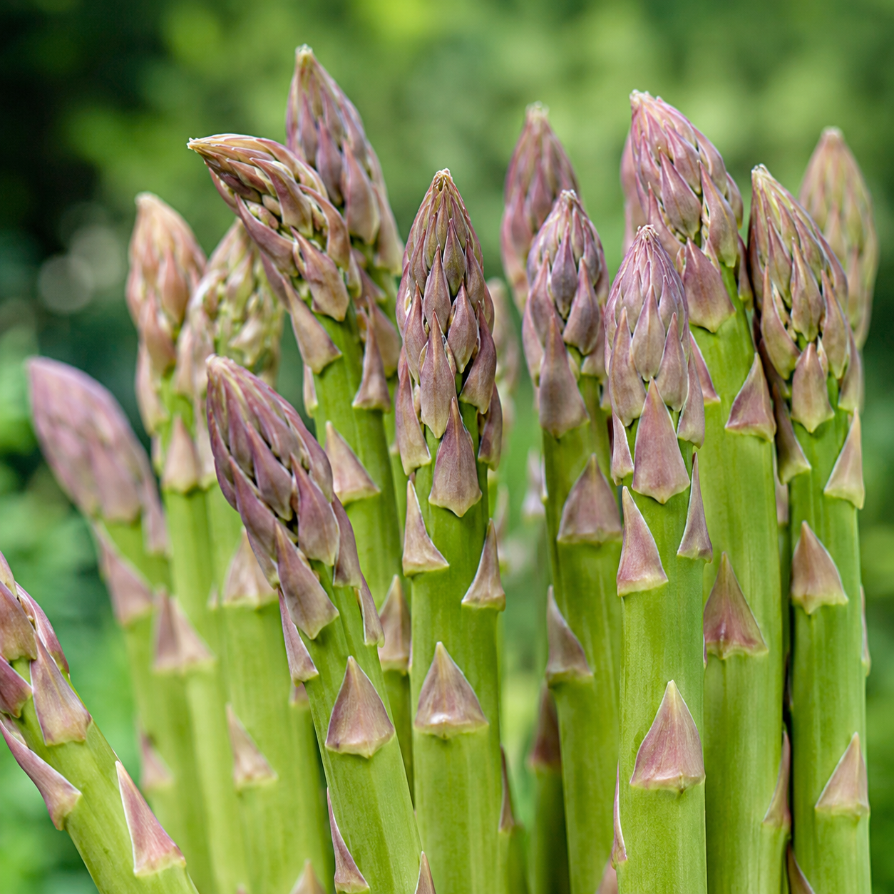 Green and purple asparagus tips