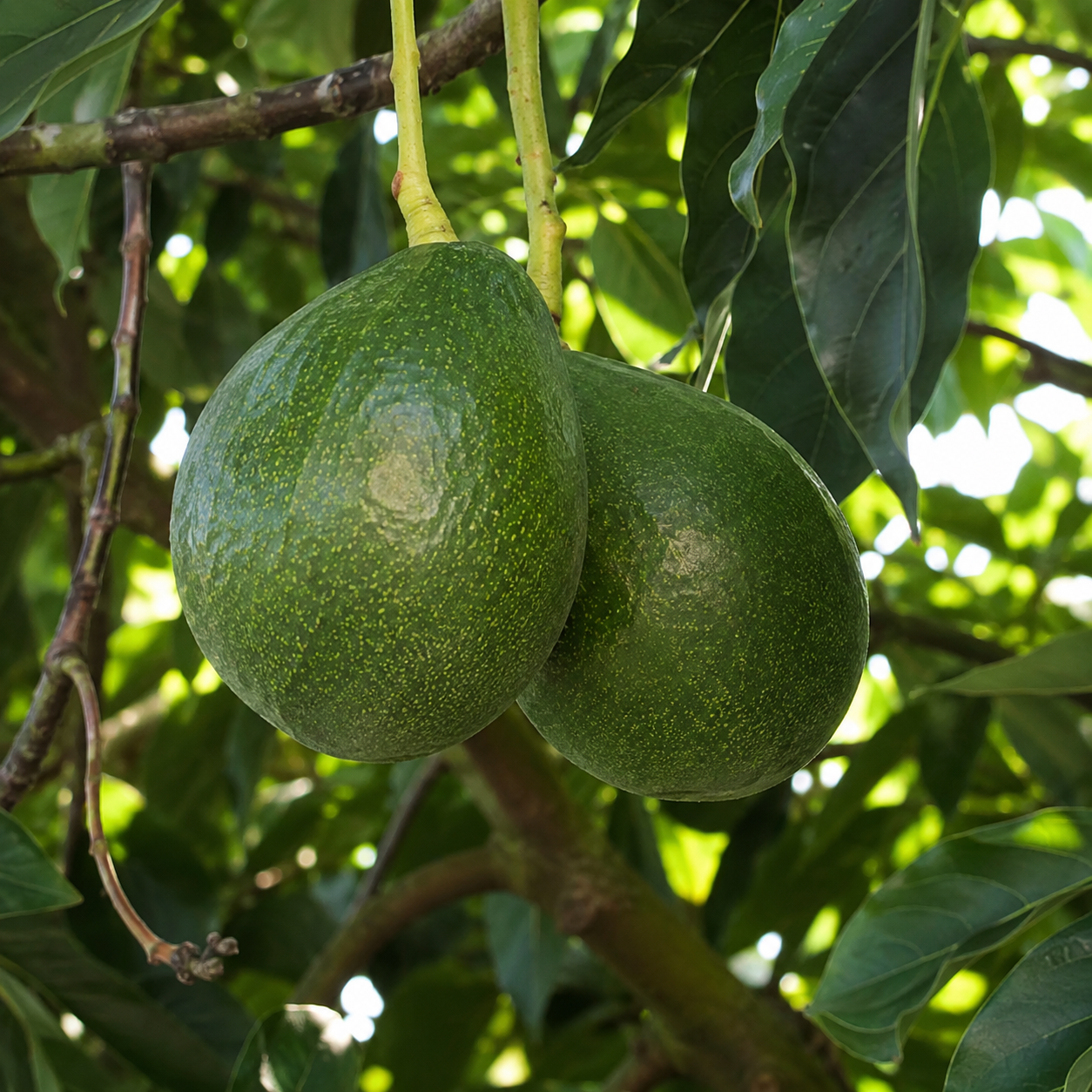 Two large green Sir Prize avocados hanging from an avocado tree among dark green leaves.