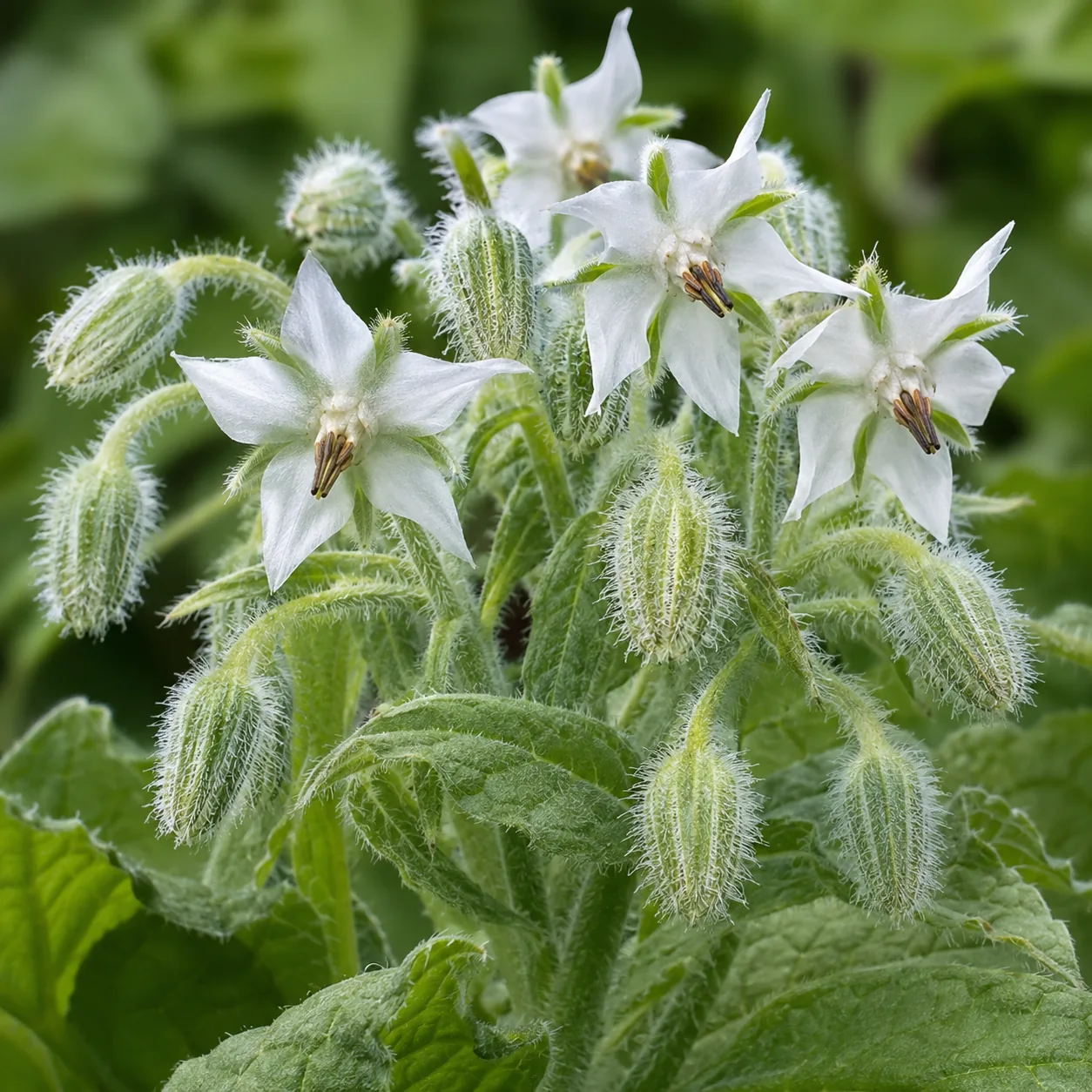 Borage Blossoms