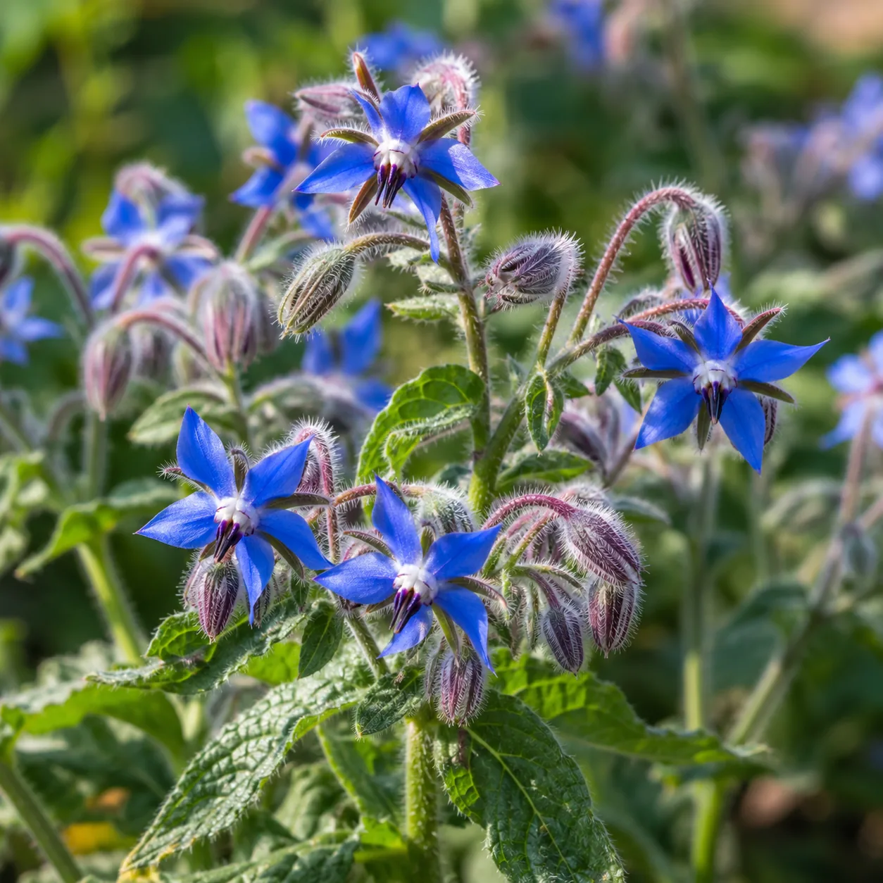 Creeping Borage Blossoms