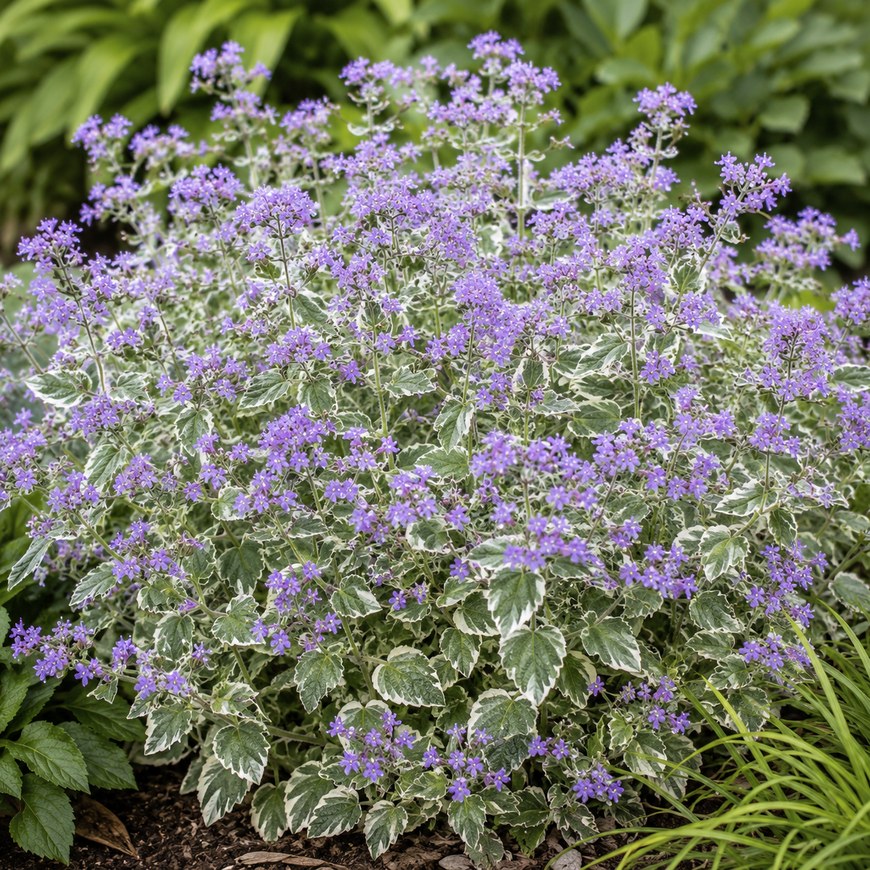 Borage with varigated leaves