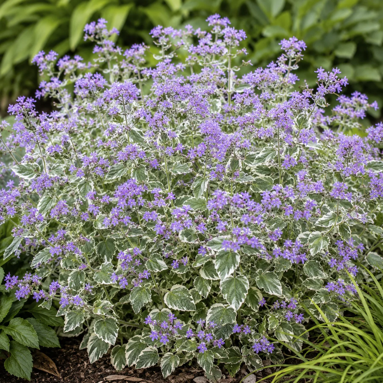 Borage with varigated leaves