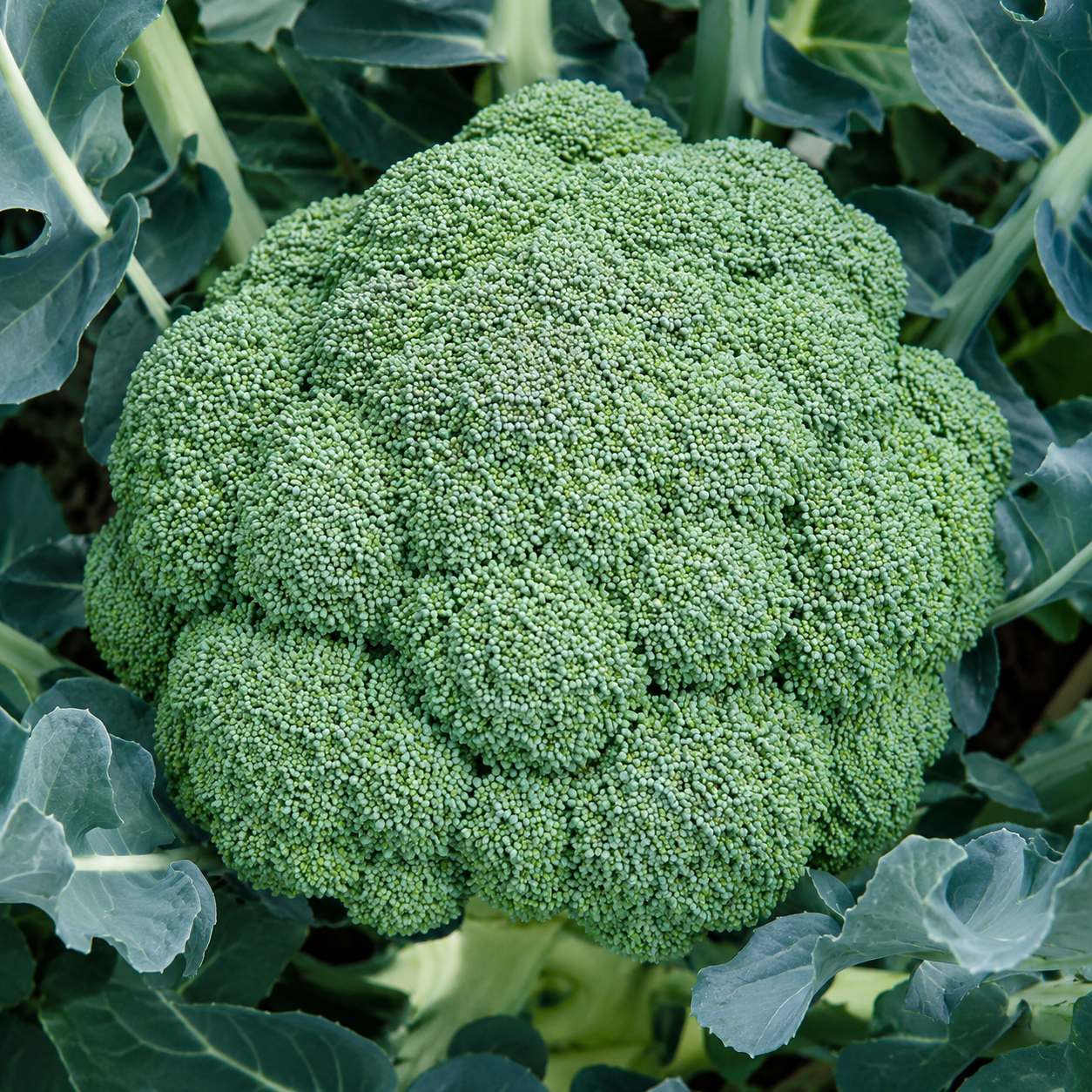 Head of Broccoli