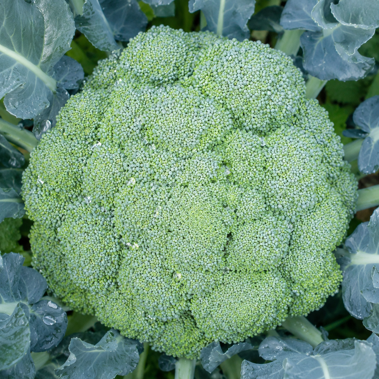 Diplomat Broccoli