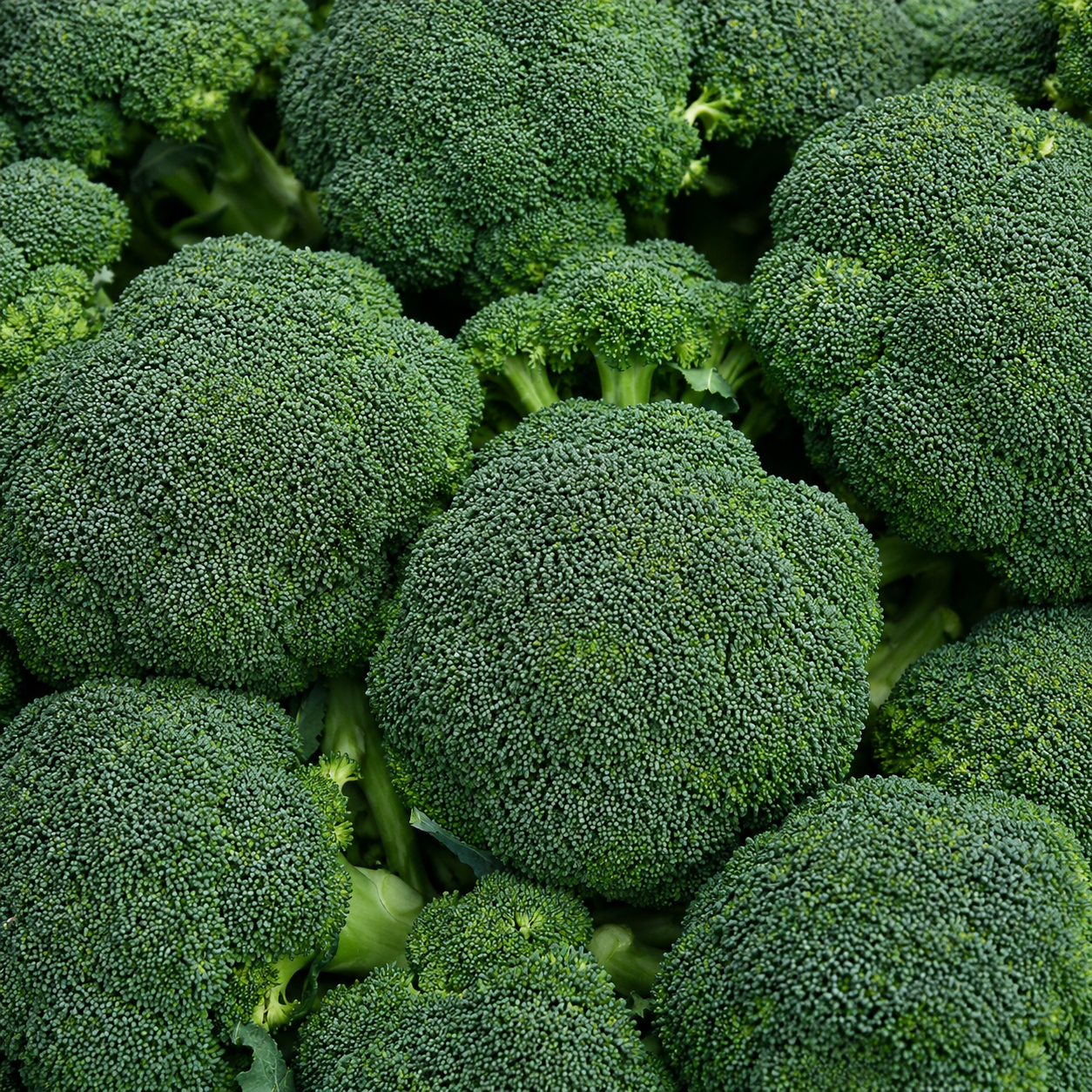 Everest Broccoli