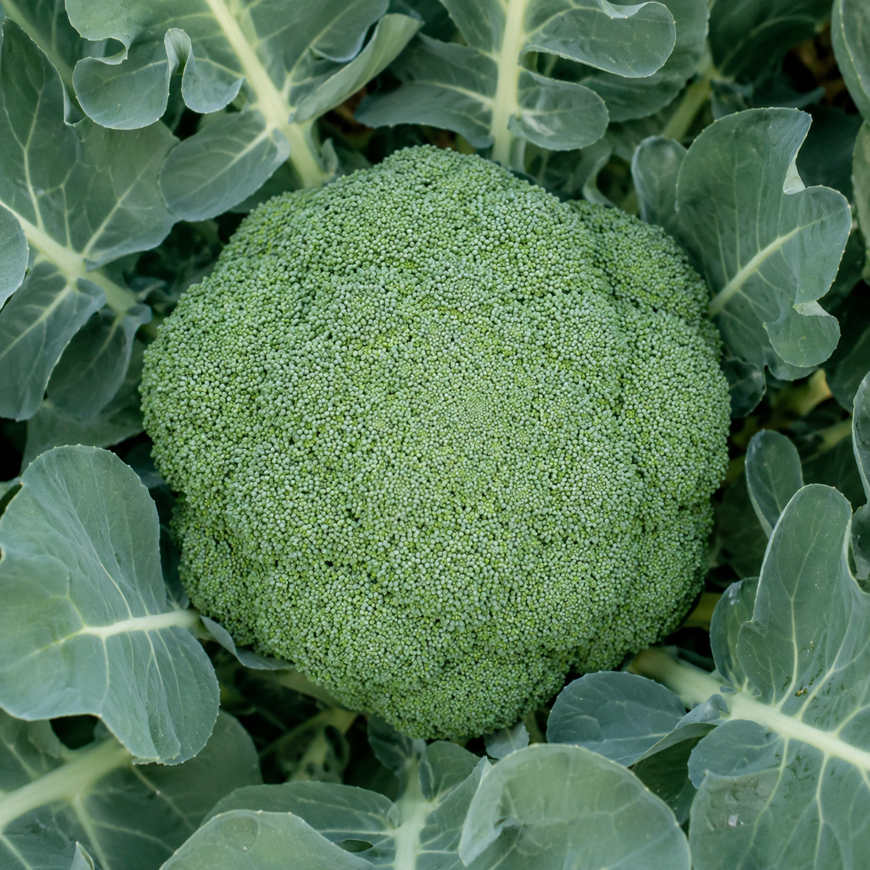 Green Magic Broccoli