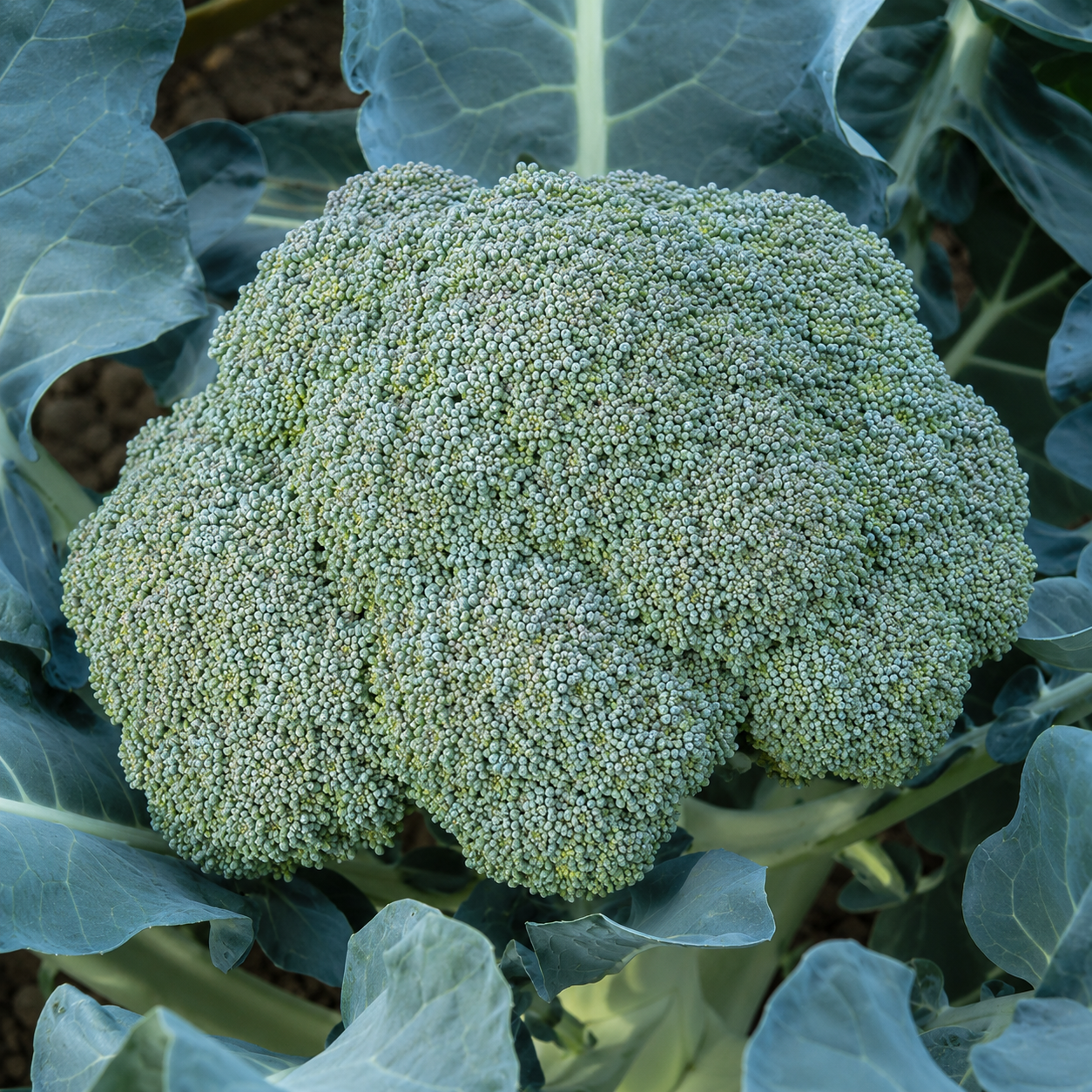 Gypsy Broccoli
