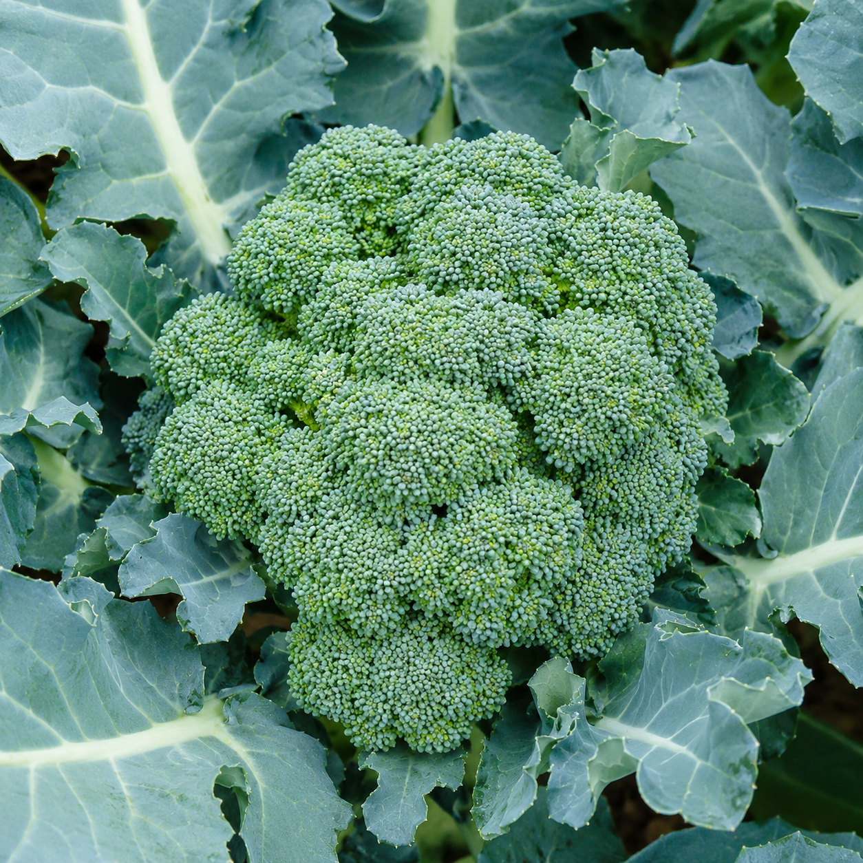 DiCicco Broccoli