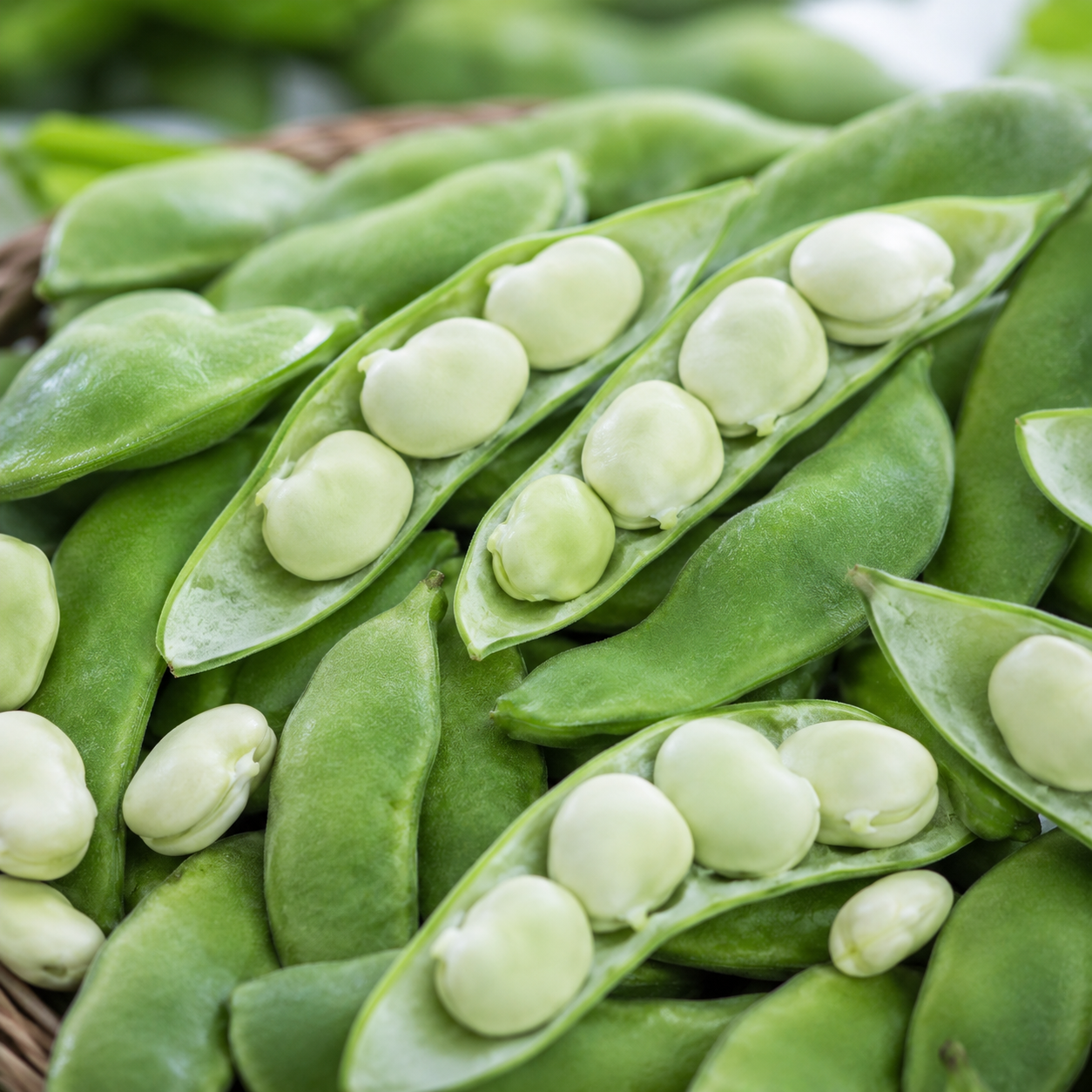Henderson-Bush Lima Beans