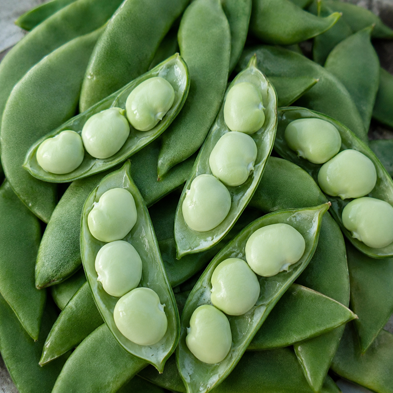 Baby Fordhook-Bush Lima Beans