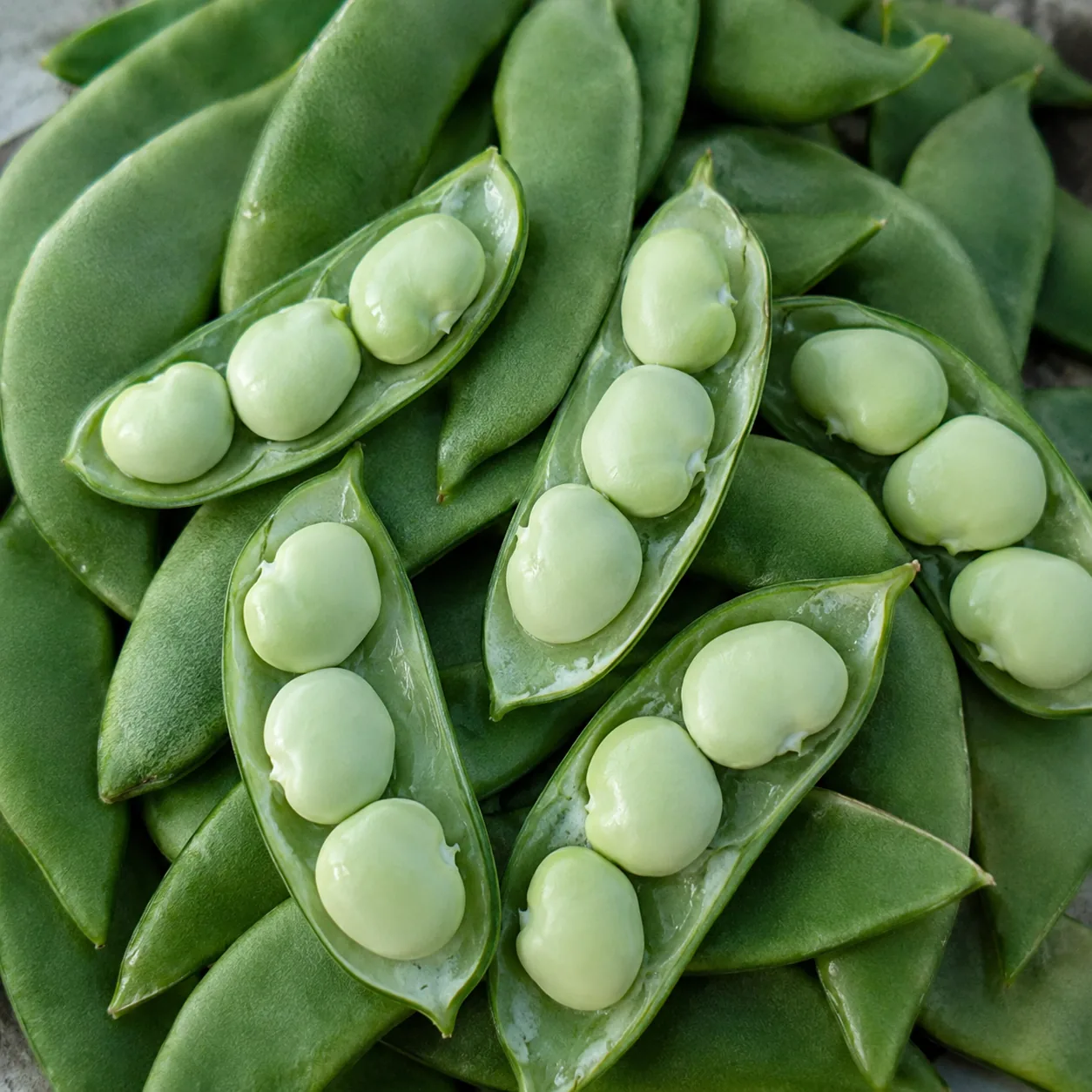 Baby Fordhook-Bush Lima Beans