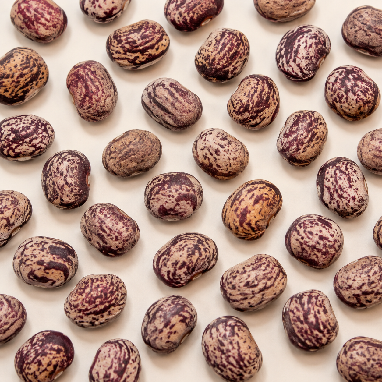 Small, plump Dixie Butterpea Speckled lima beans with buff seed coats heavily marbled in burgundy and purple-brown.