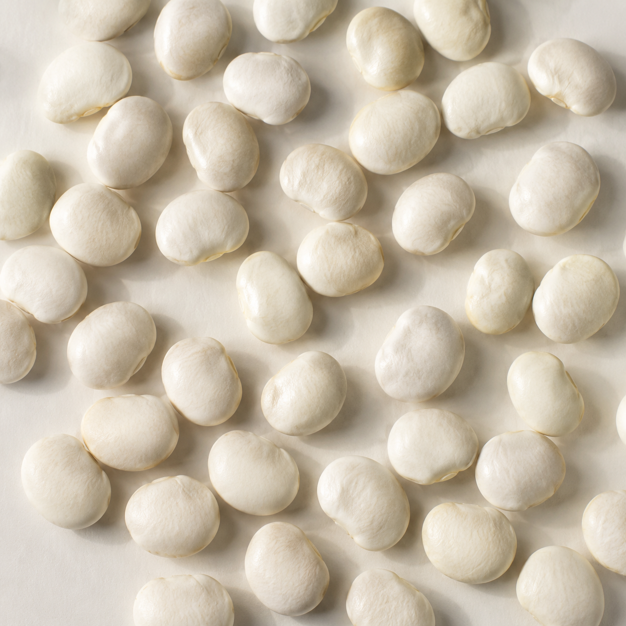 Small, thick, broadly oval Dixie Butterpea White lima beans with creamy-white seed coats on a neutral background.