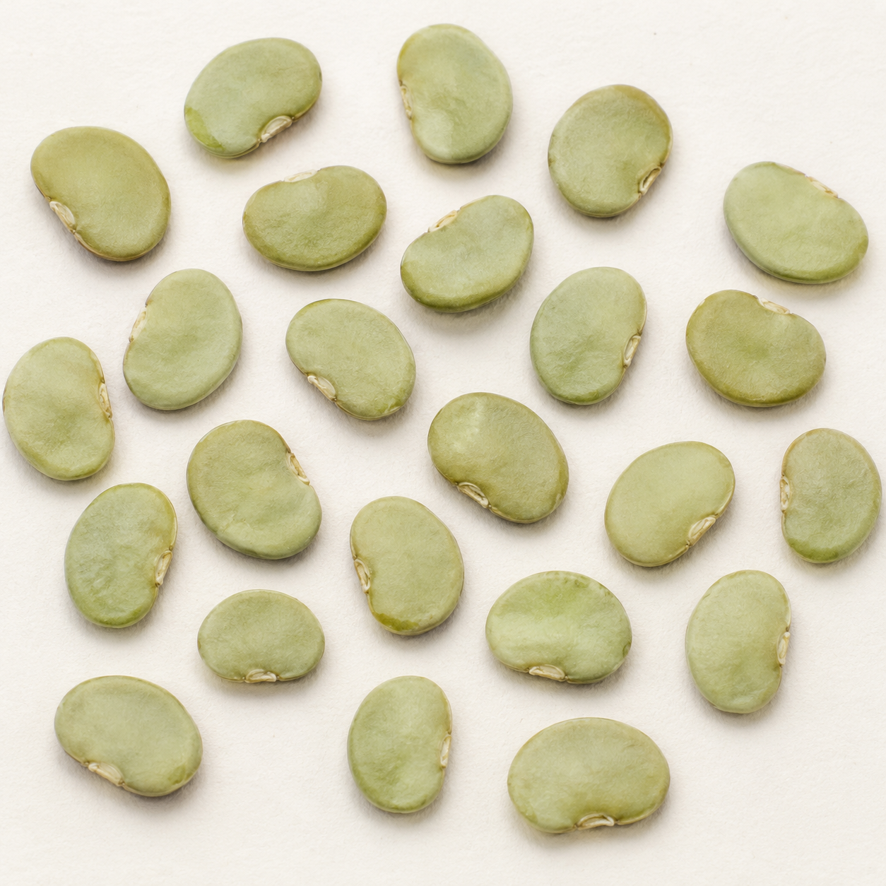 Small, flattened Early Thorogreen baby lima beans with muted light-green seed coats on an off-white background.