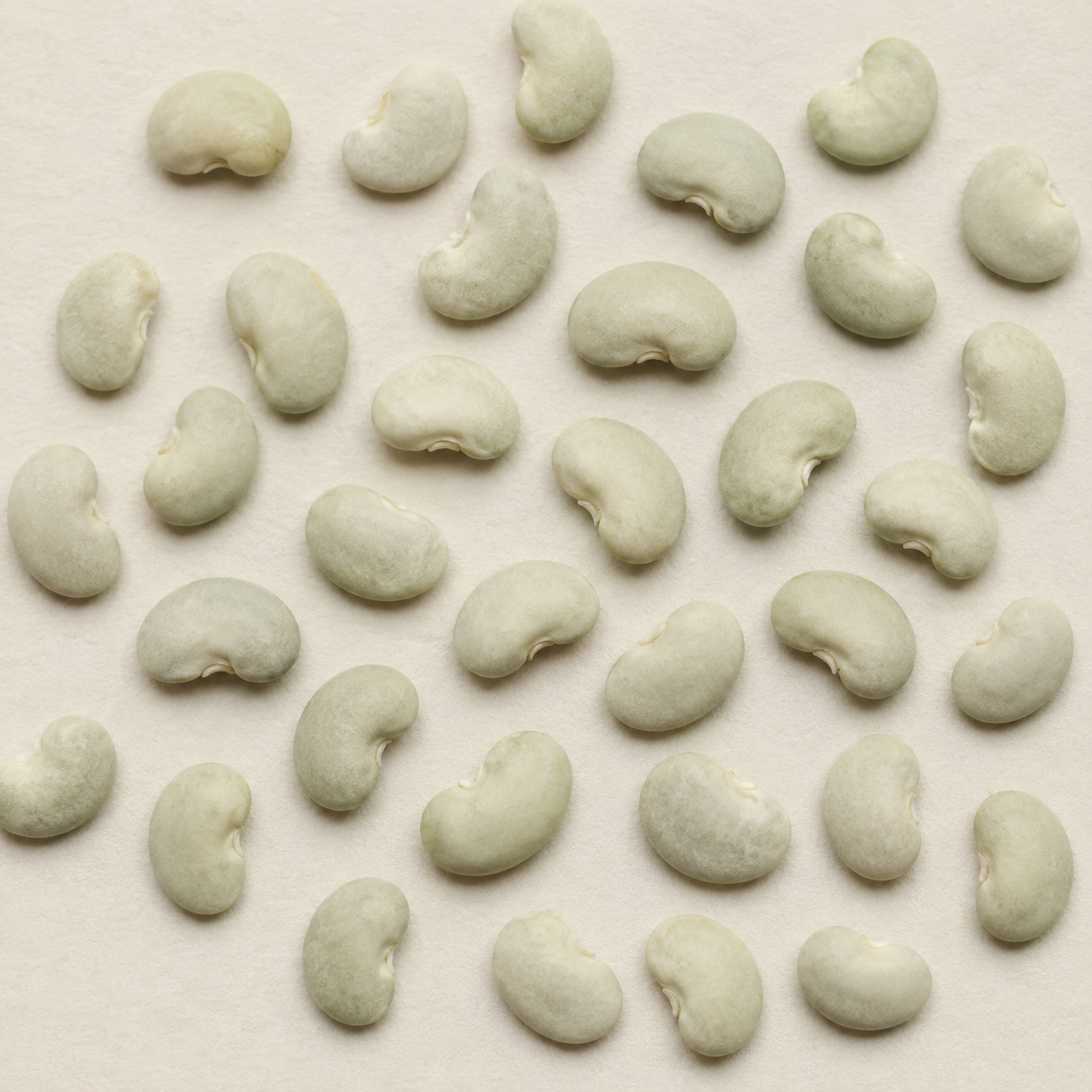 Small, flattened Eastland baby lima beans with pale gray-green seed coats arranged on a neutral background.