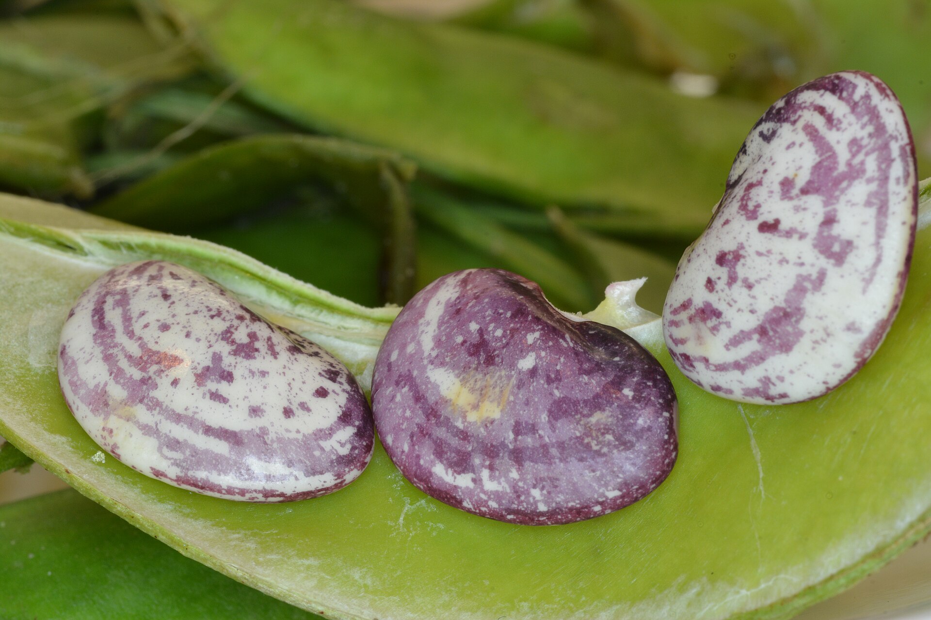 Three plump cream-colored speckled butter beans resting on a fresh green bean pod, each marked with irregular purple-brown marbling.