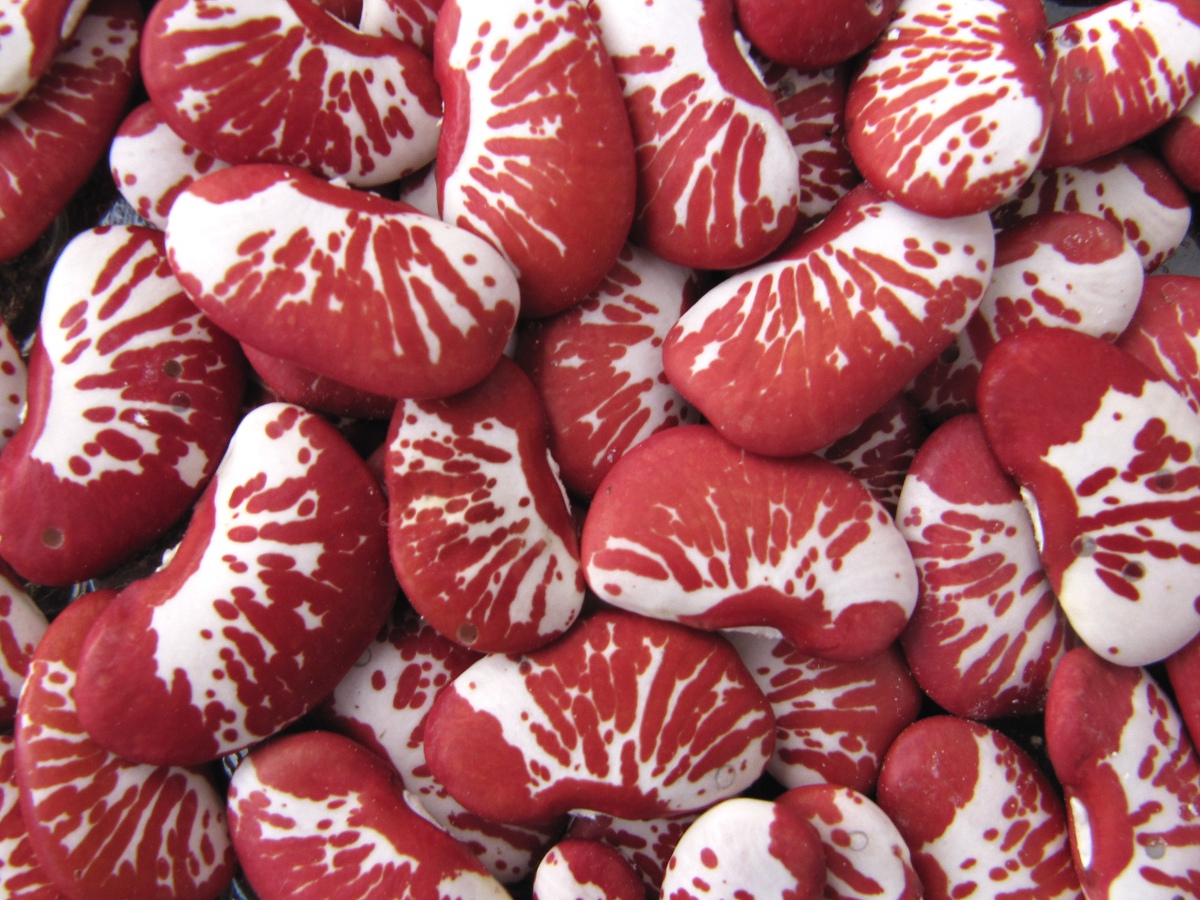 Close natural pile of large, flattened Christmas lima beans with cream-white seed coats heavily patterned in burgundy-red.