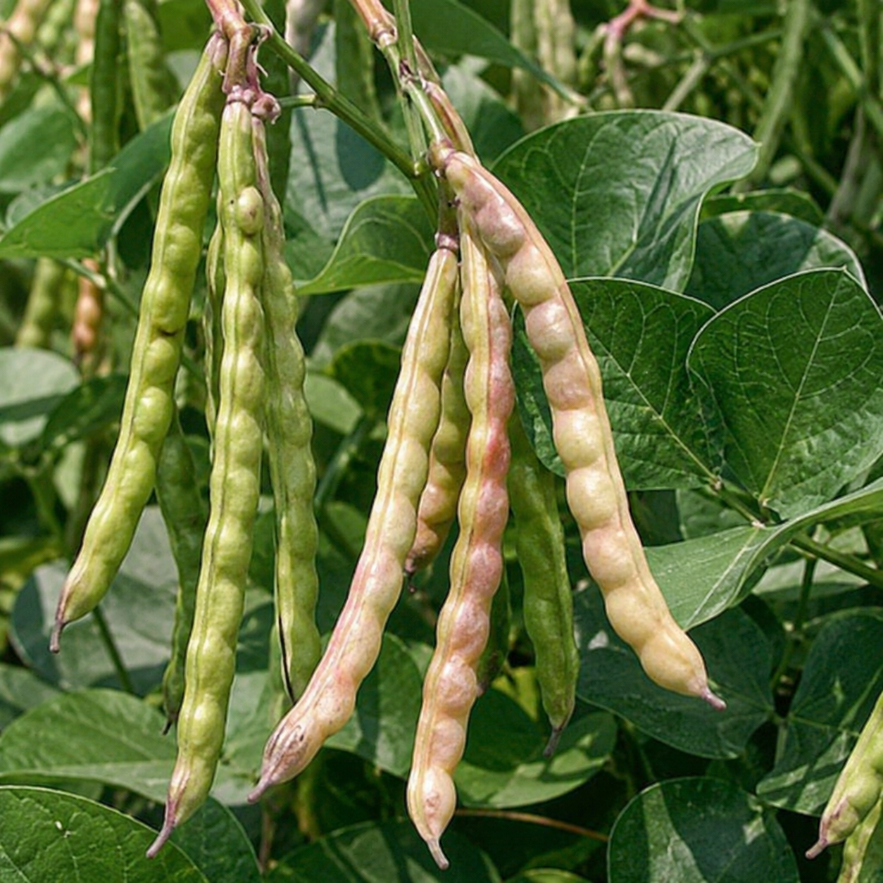 California No5 Black Eyed Peas