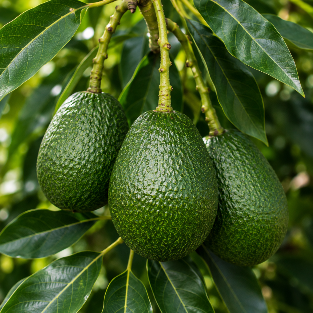 Representative image of Avocado