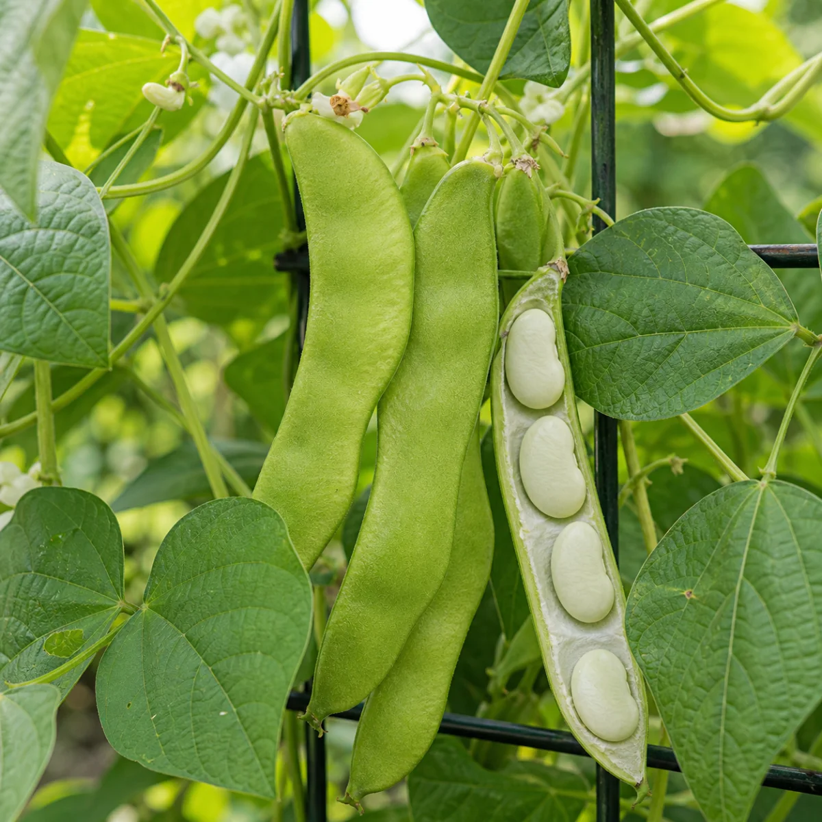 Pole lima beans growing on a garden trellis