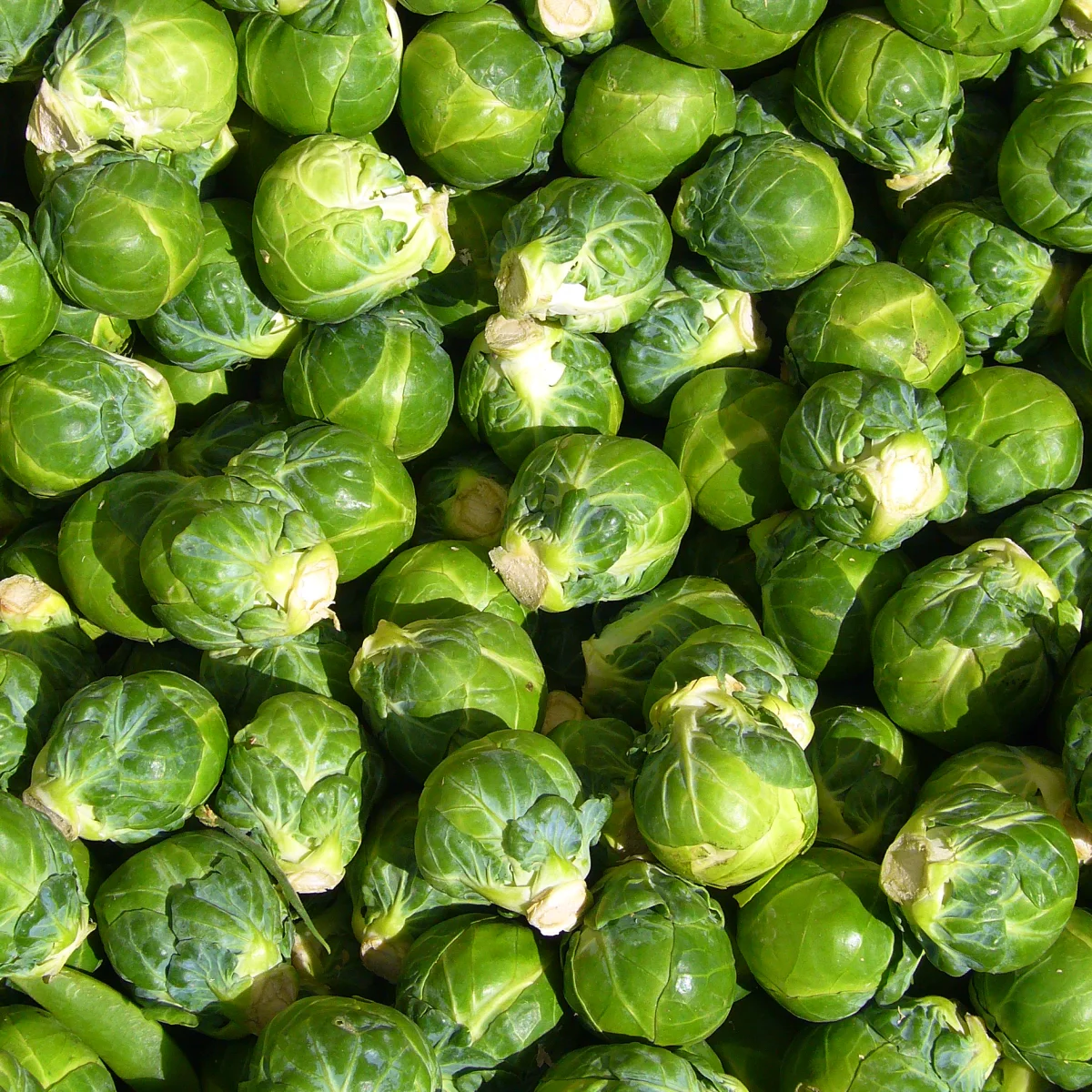 Representative image of Brussels Sprouts