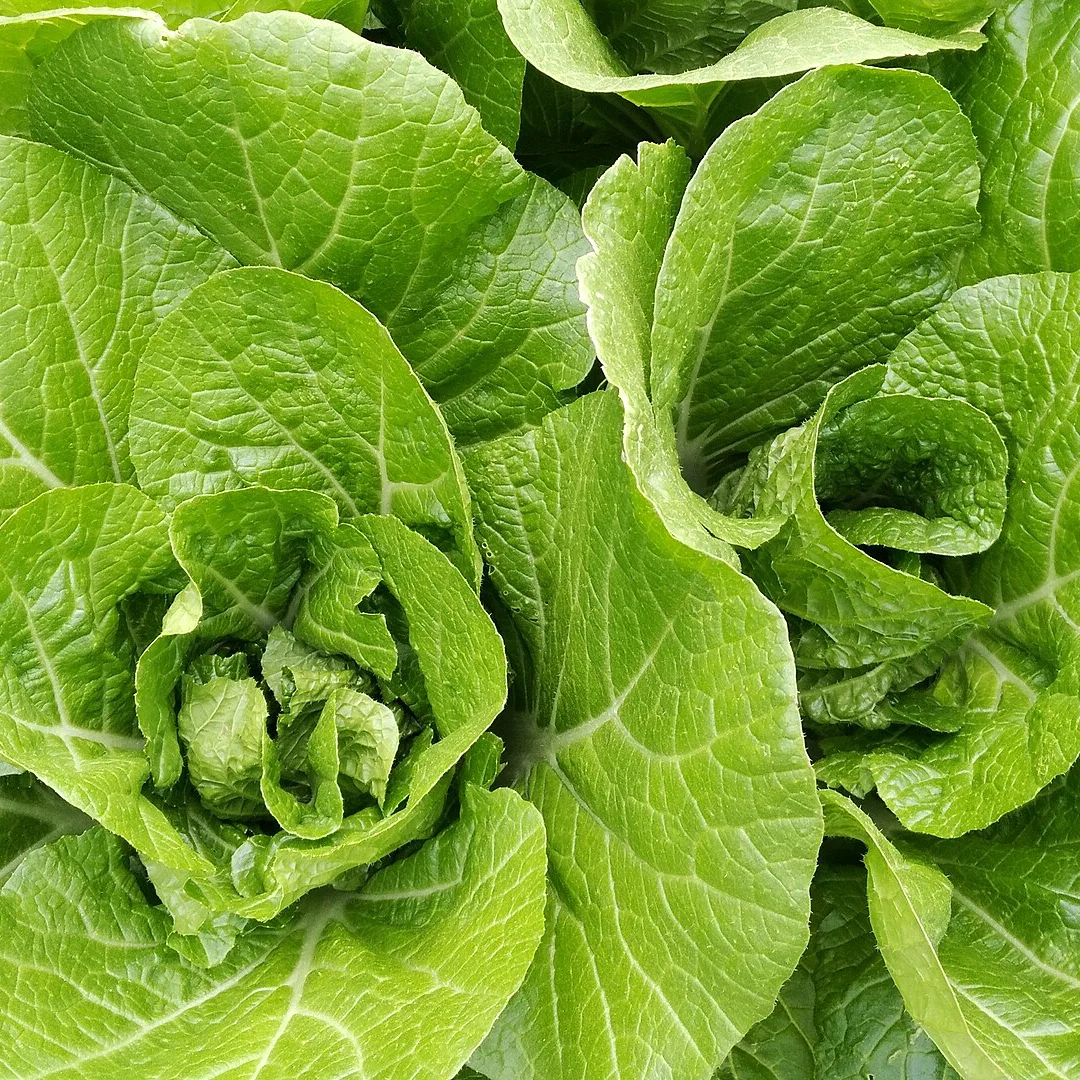Representative image of Cabbage, Chinese