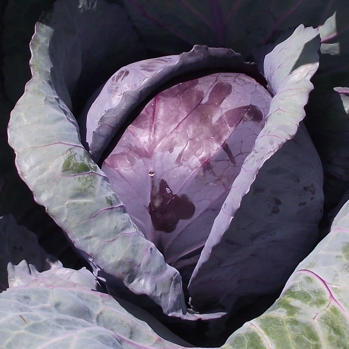 Representative image of Cabbage
