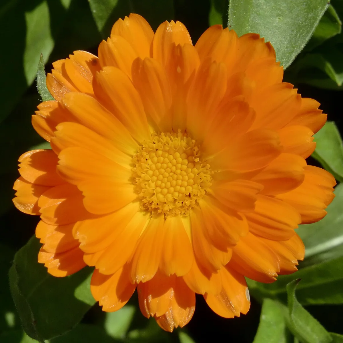 Representative image of Calendula