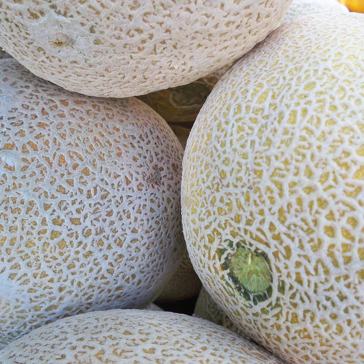 Representative image of Cantaloupes