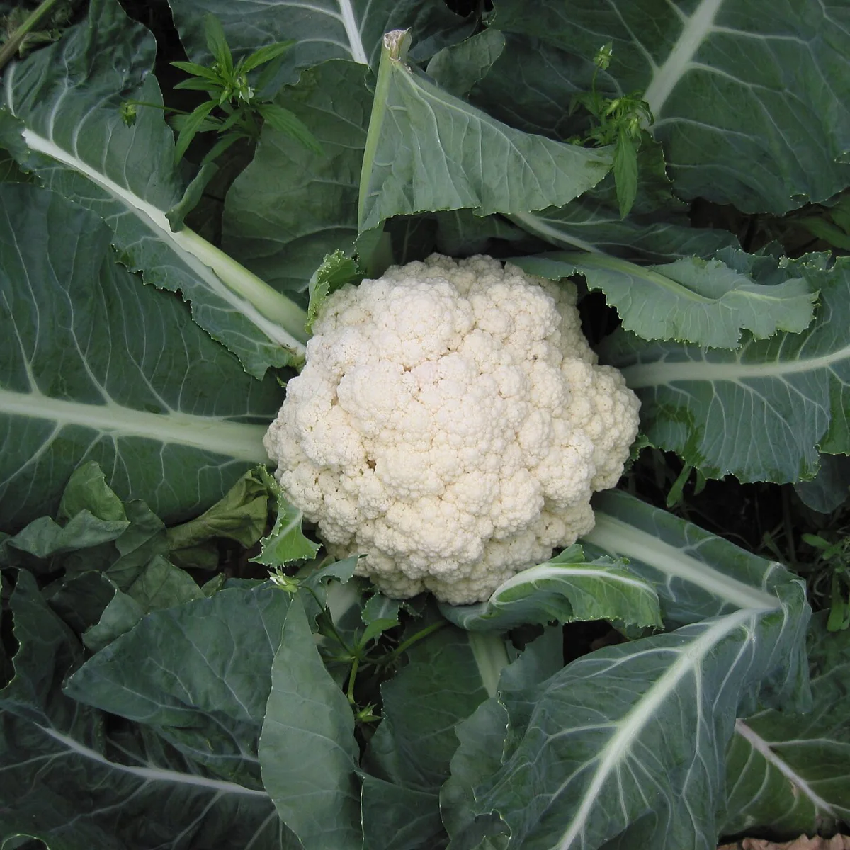 Representative image of Cauliflower