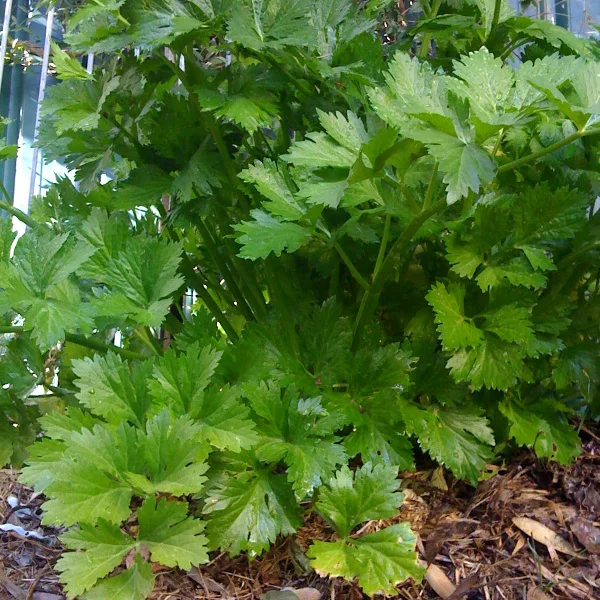 Representative image of Celery