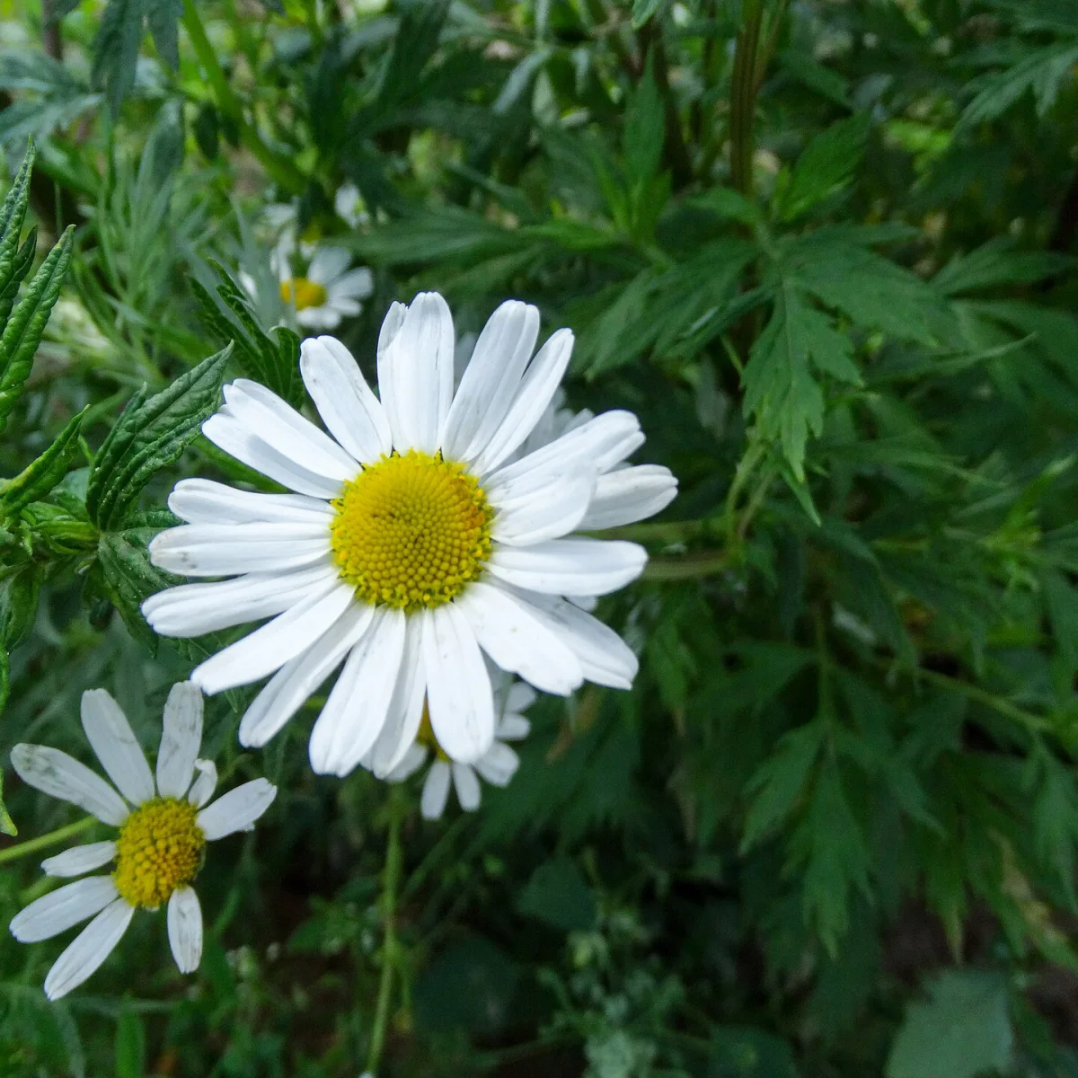 Representative image of Chamomile