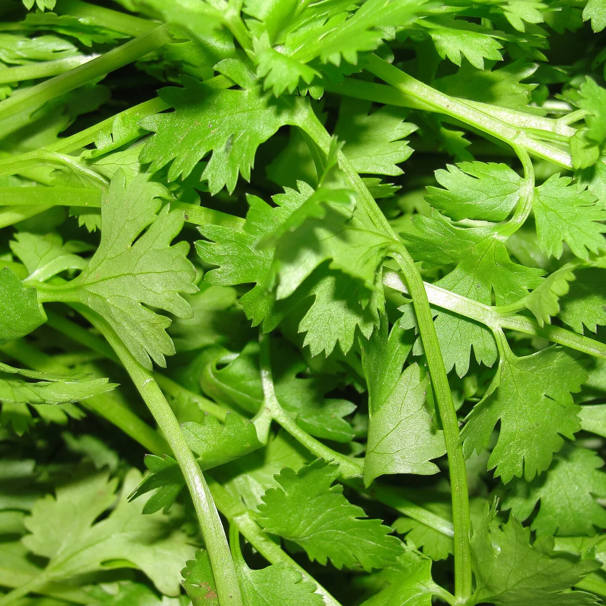 Representative image of Cilantro