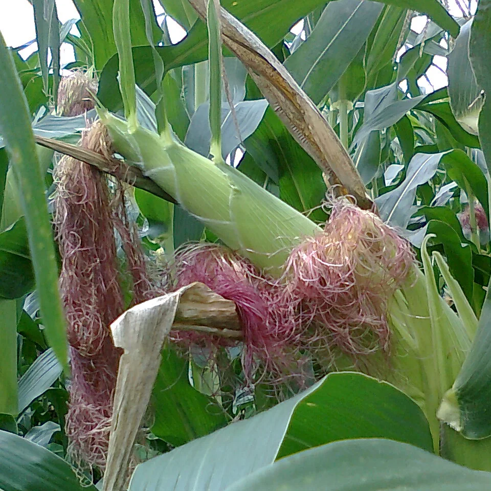 Representative image of Corn, Sweet