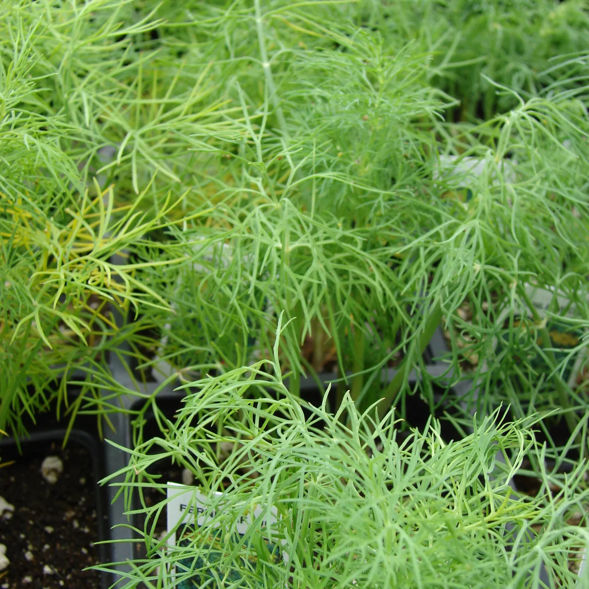 Representative image of Dill