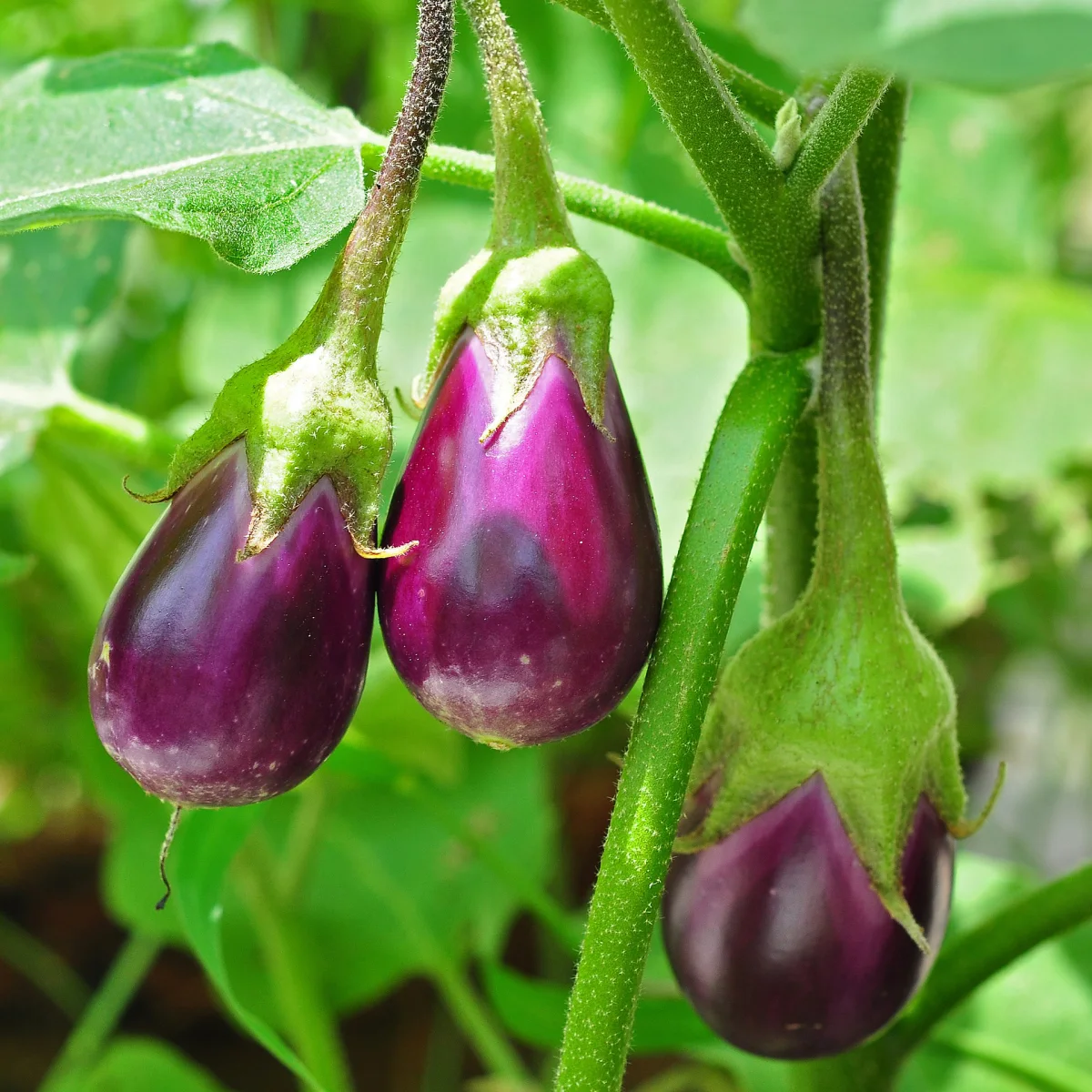 Representative image of Eggplants