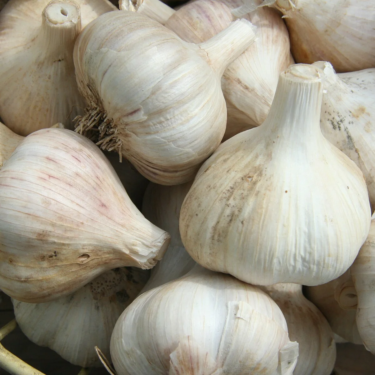 Representative image of Garlic