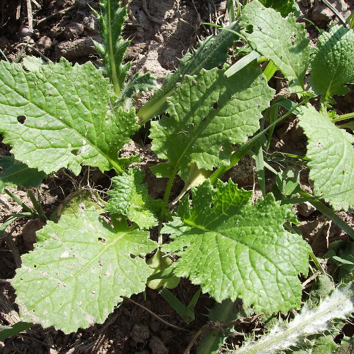 Representative image of Greens, Mustard and Turnip