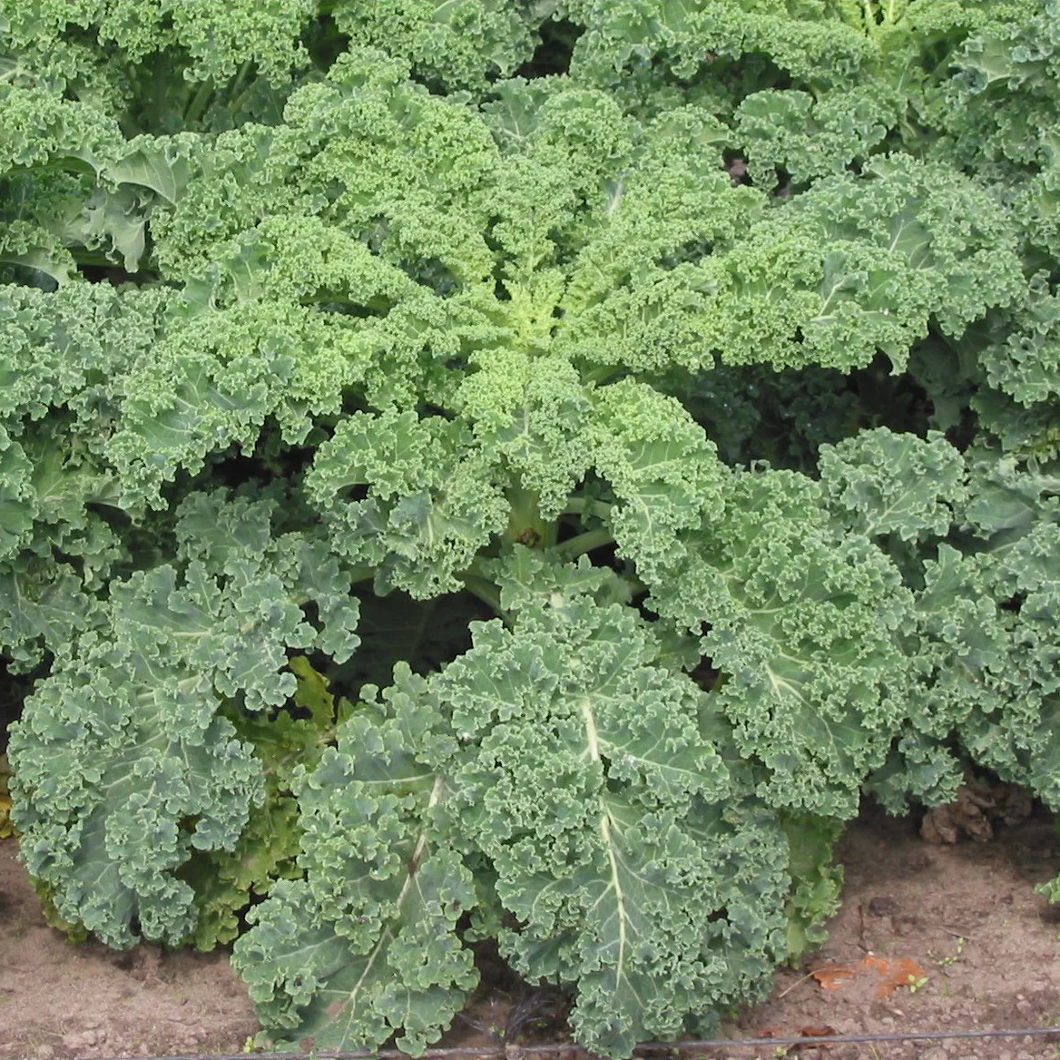 Representative image of Kale