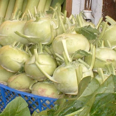 Representative image of Kohlrabi