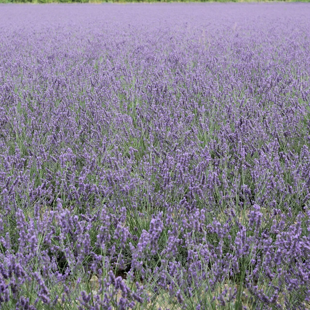 Representative image of Lavender