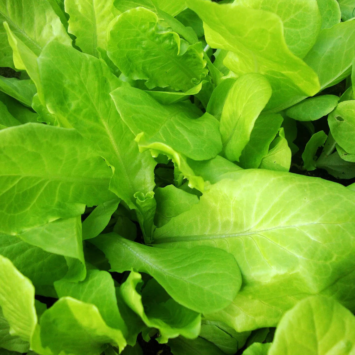 Representative image of Lettuce