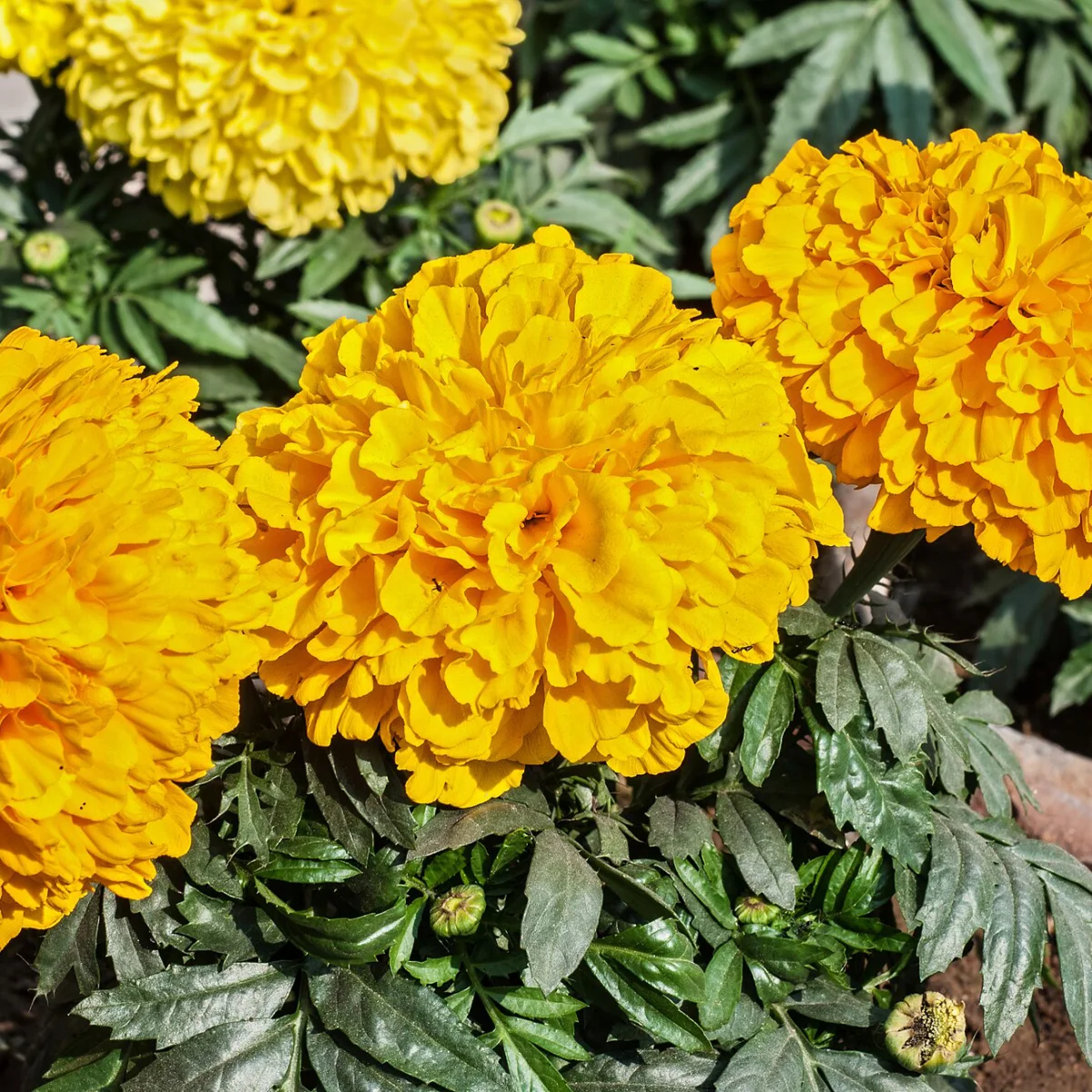 Representative image of Marigold