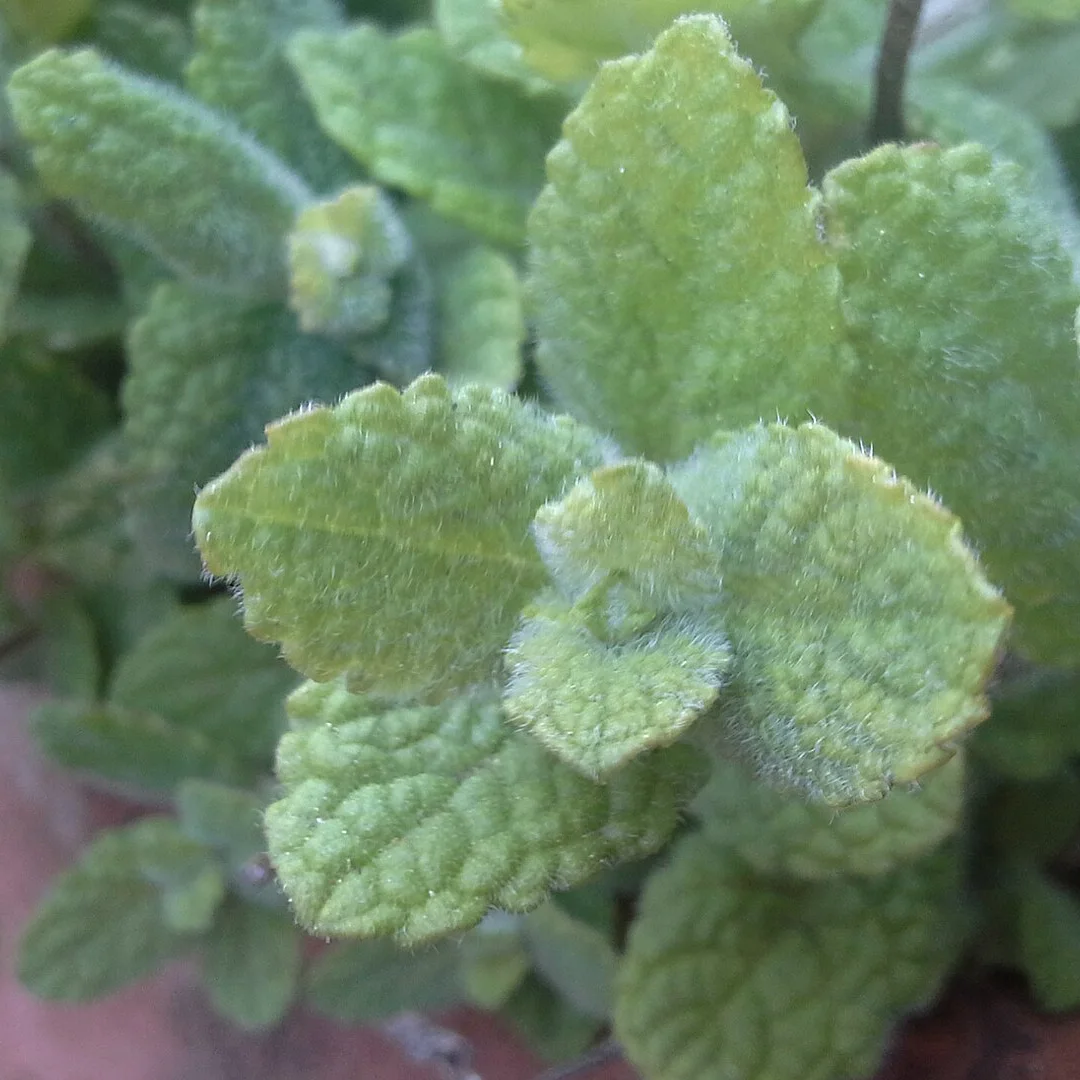 Representative image of Mint