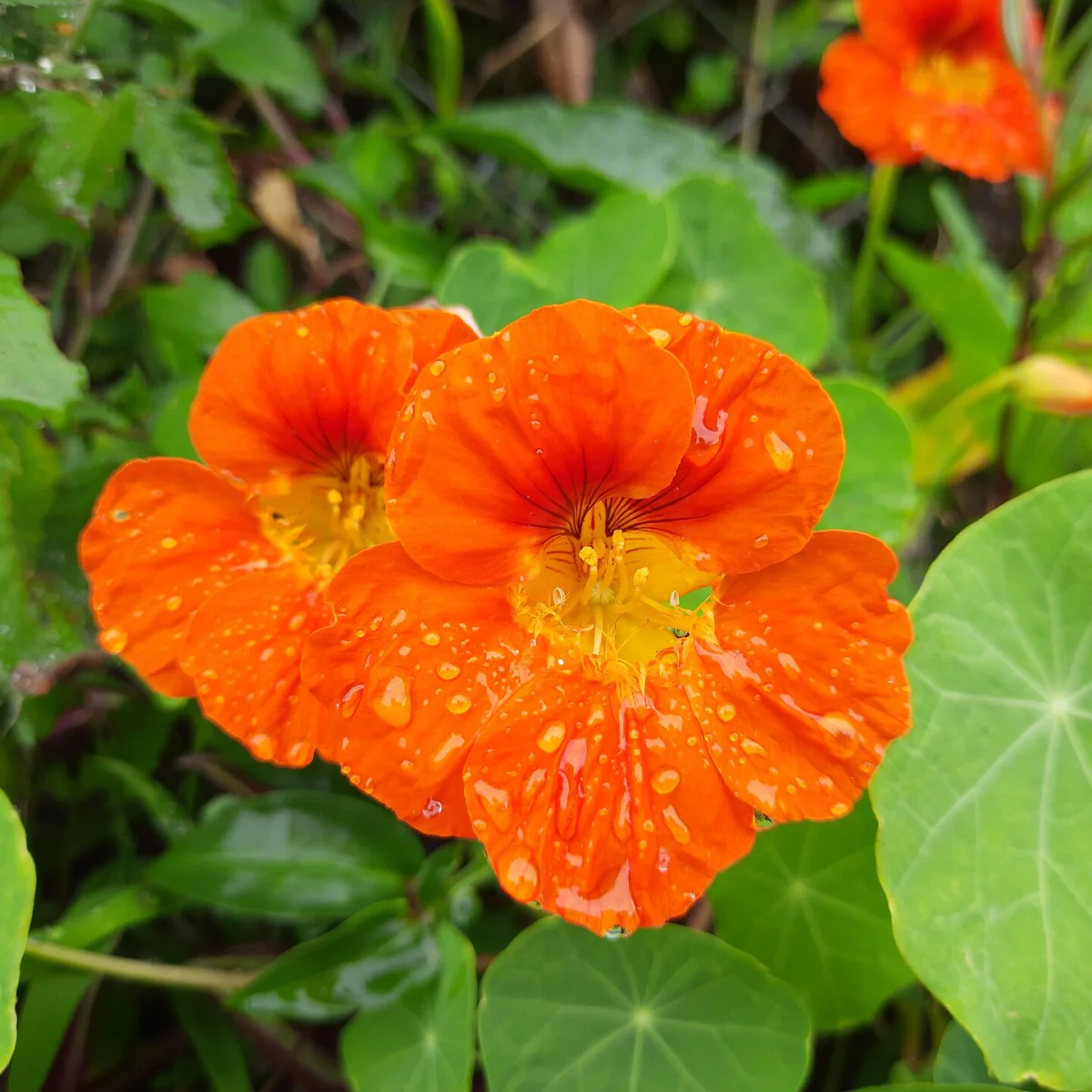 Representative image of Nasturtium