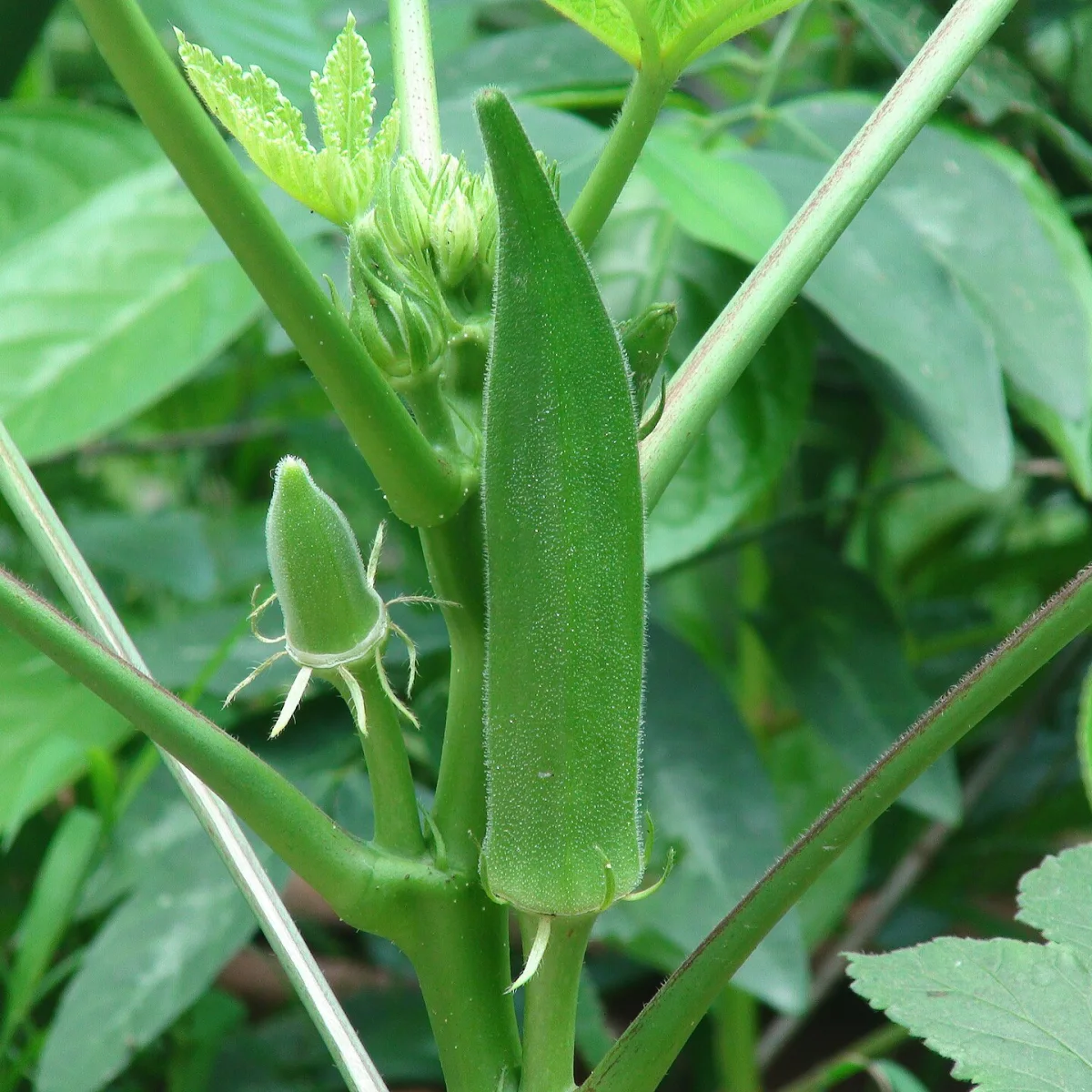 Representative image of Okra