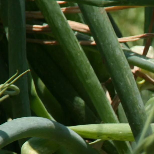 Representative image of Onions, Bulb