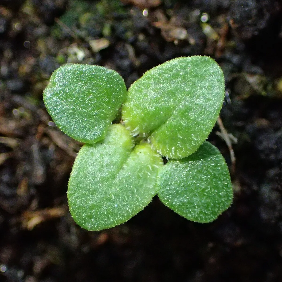 Representative image of Oregano