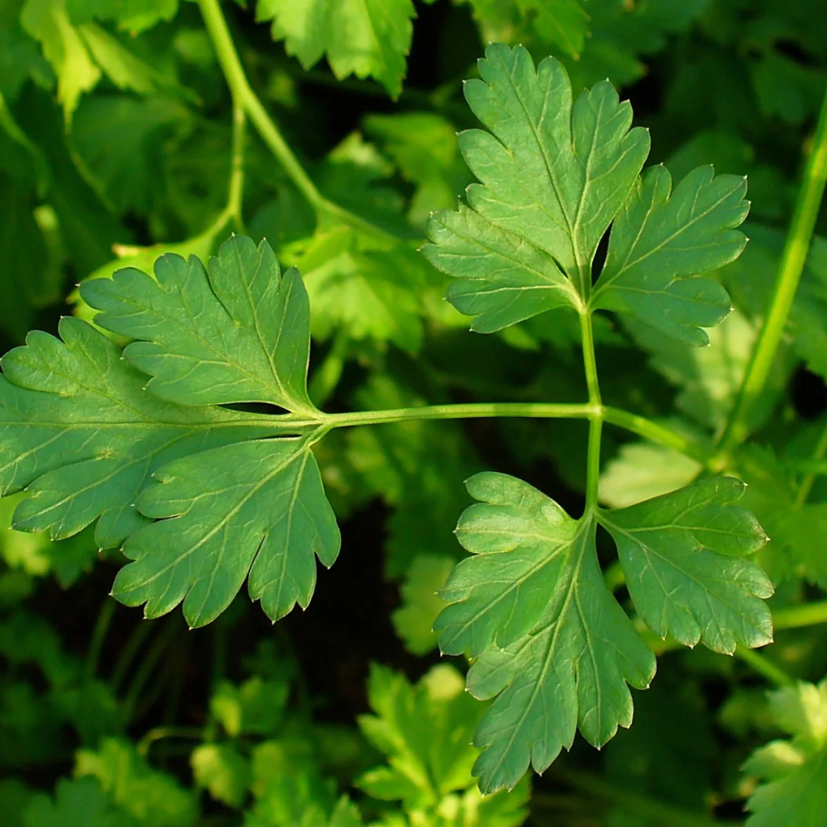 Representative image of Parsley
